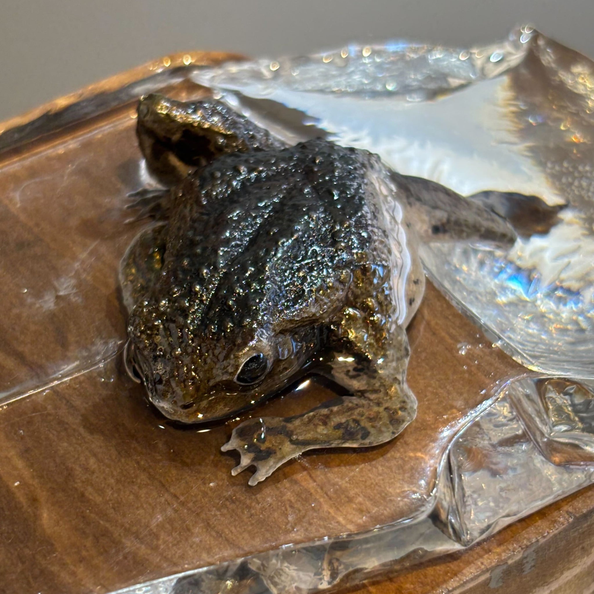 河﨑海斗 画狂乃蛙 – ガラリ 北斎館 Garari Hokusai Museum